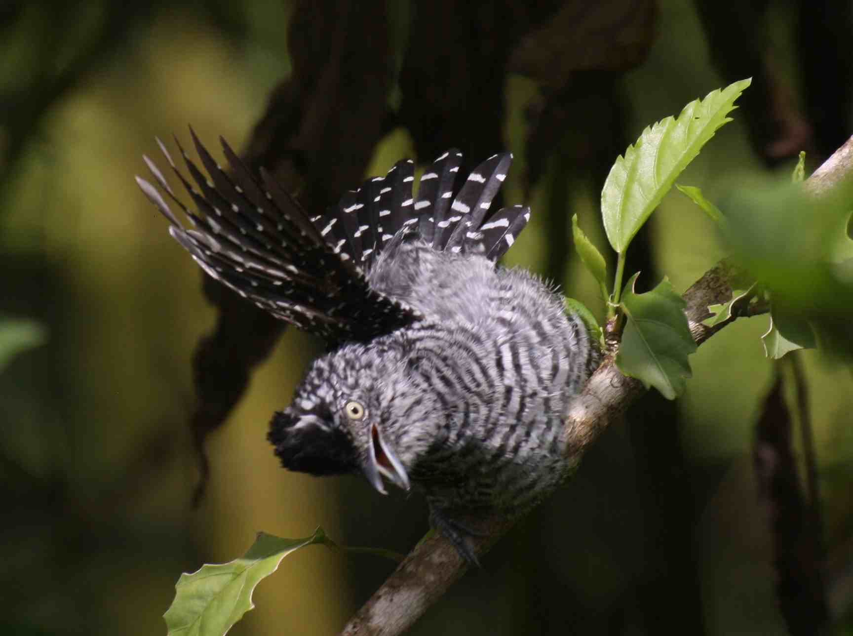 Choca barrada
